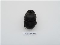 藏品(大黑糞金龜)的圖片